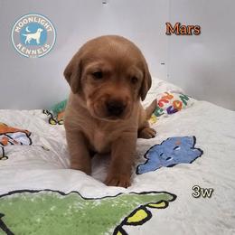 Mars - Yellow male Labrador Retriever puppy in Elloree, South Carolina from Moonlight Kennels LLC