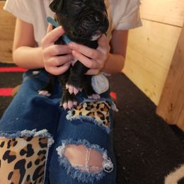 Boxer Puppies from Andrus Family Boxers