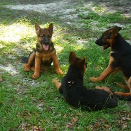 Berger Blanc Suisse and German Shepherd Puppies from Vom Hundhaus  Shepherds