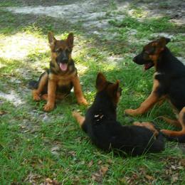 Berger Blanc Suisse and German Shepherd Puppies from Vom Hundhaus  Shepherds