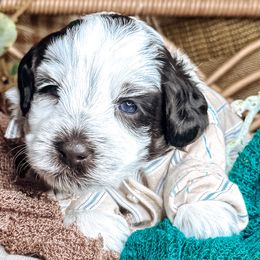 Papa - Chocolate male Australian Labradoodle puppy in Decatur, Alabama from Southern Meadows Doodles