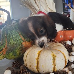 Girl 1 - Black and tan Dachshund puppy in Phoenix, Arizona from Jennifer's Guardian Doxies