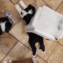 Goldendoodle, Golden Retriever, and Sheepadoodle Puppies from Guppy Puppies