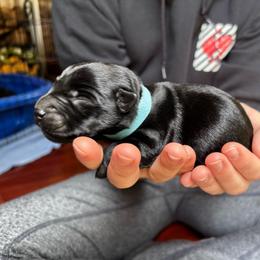 Sage - Black male Scottish Terrier puppy in Oak Harbor, Washington from Nicole's Scottish Terriers
