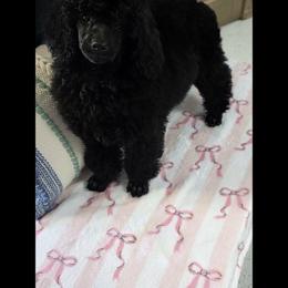 Poodle Puppies from LaZol's  Minis