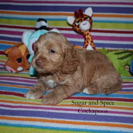 Melman - Red male Cockapoo puppy in Hopkins, South Carolina from Sugar and Spice Cockapoos