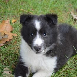 Shetland Sheepdog Puppies from Sunny Shelties
