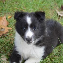 Shetland Sheepdog Puppies from Sunny Shelties