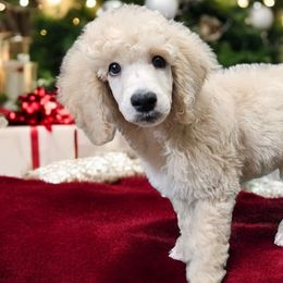 Orange - Meshach - Poodle puppy from Impressive Cartwright Poodles
