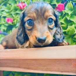 Zion 3200 - Red male Dachshund puppy in Sylvania, Alabama from Yancey’s Doxies