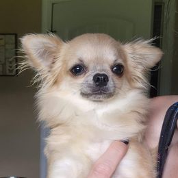 Daisy - Chihuahua