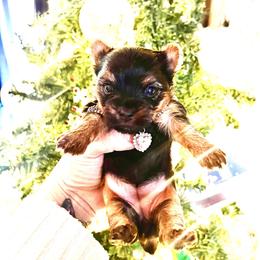 Ruby - Black and tan female Yorkshire Terrier puppy in Las Vegas, Nevada from Lala’s Pups