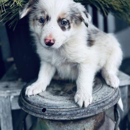 Latch x Lassie - Boy 4 - Red merle - orange - Red merle male Border Collie puppy in Minden, Iowa from Rocking N Registered Border Collies & Labradors