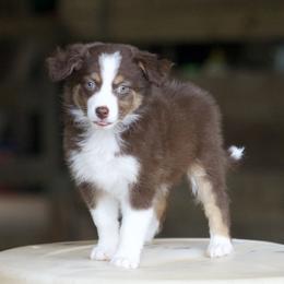 Papaya - Red tri-color female Australian Shepherd puppy in Springville, Alabama from Cross Creek Aussies
