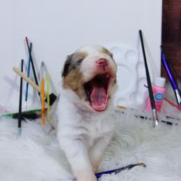 Australian Shepherd Puppies from Cooper Ridge Aussies