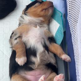 Girl 3 - Blue merle female Miniature Australian Shepherd puppy in Prairie City, Oregon from Mini Aussies