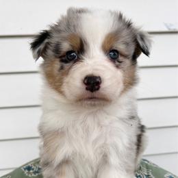 Martini - Blue merle male Australian Shepherd puppy in Kearney, Nebraska from Helix Aussies