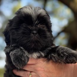 Girl 1 - Black and white female Shih Tzu puppy in Mobile, Alabama from FluffyTail Shih Tzu