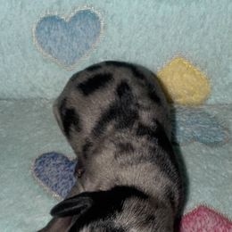 Dachshund Puppies from Dachshund Dad