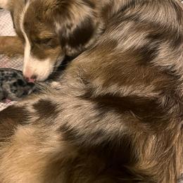 Australian Shepherds from Royal Paws Puppies