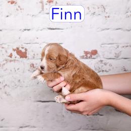 Finn - Red  male Goldendoodle puppy in Calhoun, Georgia from Happy Top Doodles