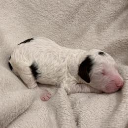 Dot - Tri-color male Bernedoodle puppy in North Carolina from Lynes of Doodles
