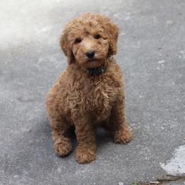 Belle - Apricot female Goldendoodle puppy in Macclenny, Florida from Baker County Goldendoodles