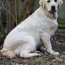 Delta - Labrador Retriever