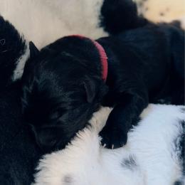 Pink Collar - Black female German Shepherd puppy in Marion, Ohio from Legacy K9’s