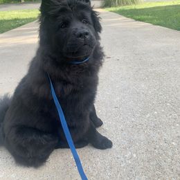 Chow Chow Puppies from Darling Chows