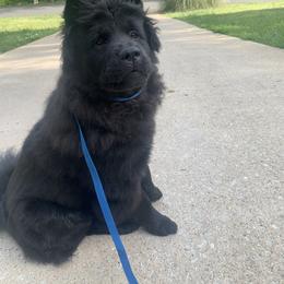 Chow Chow Puppies from Darling Chows