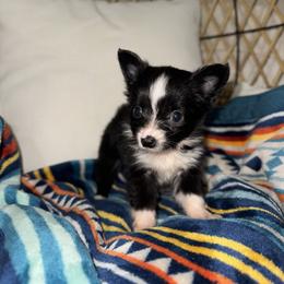 Lola - Black & white female Toy Australian Shepherd puppy in Angleton, Texas from 4LH Australian shepherds