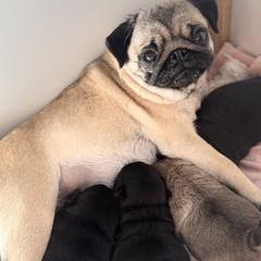 Pug Puppies from Sonya & Olly Pugs