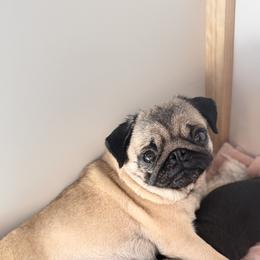 Pug Puppies from Sonya & Olly Pugs