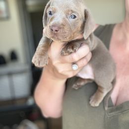 Smoky - Fawn (isabella) and tan male Dachshund puppy in Marion, Ohio from Doodles & Doxies