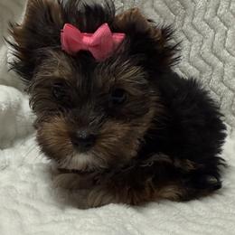 Pink - Black and tan female Yorkshire Terrier puppy in Lexington, North Carolina from Silver Valley Yorkies