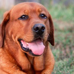 Honey - Labrador Retriever