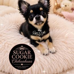 Chihuahua Puppies from Sugar Cookie Chihuahuas