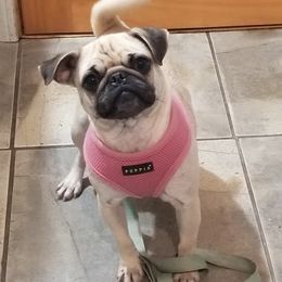 Dede - Pug