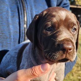 Girl 1 - Brown and gray female Wirehaired Pointing Griffon puppy in Emmett, Idaho from Idaho Wirehaired Pointing Griffons