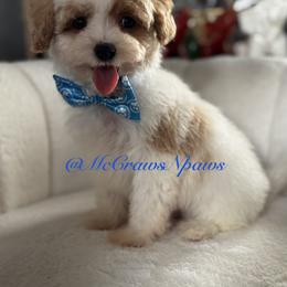 Leonardo - Parti male Maltipoo puppy in Hesperia, California from McCraws N Paws