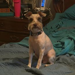 Chip - Miniature Schnauzer