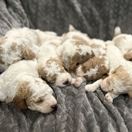 Poodle Puppies from Poodles of New England