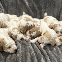 Poodle Puppies from Poodles of New England
