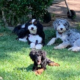 Stormy - Bernedoodle