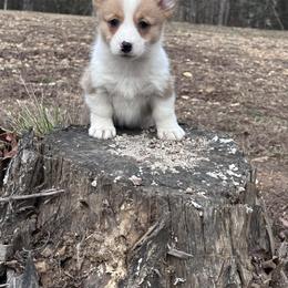 Sophia - Fawn female Pembroke Welsh Corgi puppy in Rolla, Missouri from 4A Corgis