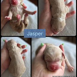 Jasper - Apricot male Goldendoodle puppy in Decatur, Tennessee from Diamond's Doodles