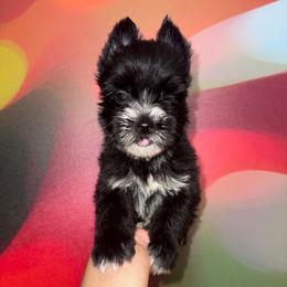 Halo-Pink Collar - Liver female Yorkshire Terrier puppy in Flowood, Mississippi from Prissy PawPals