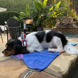 Cavalier King Charles Spaniel All Grown Up from Campbell’s Cavaliers