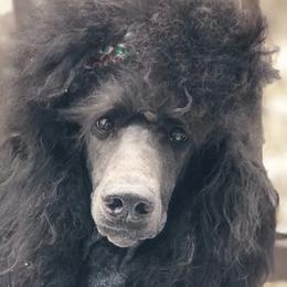 Gilda - Poodle